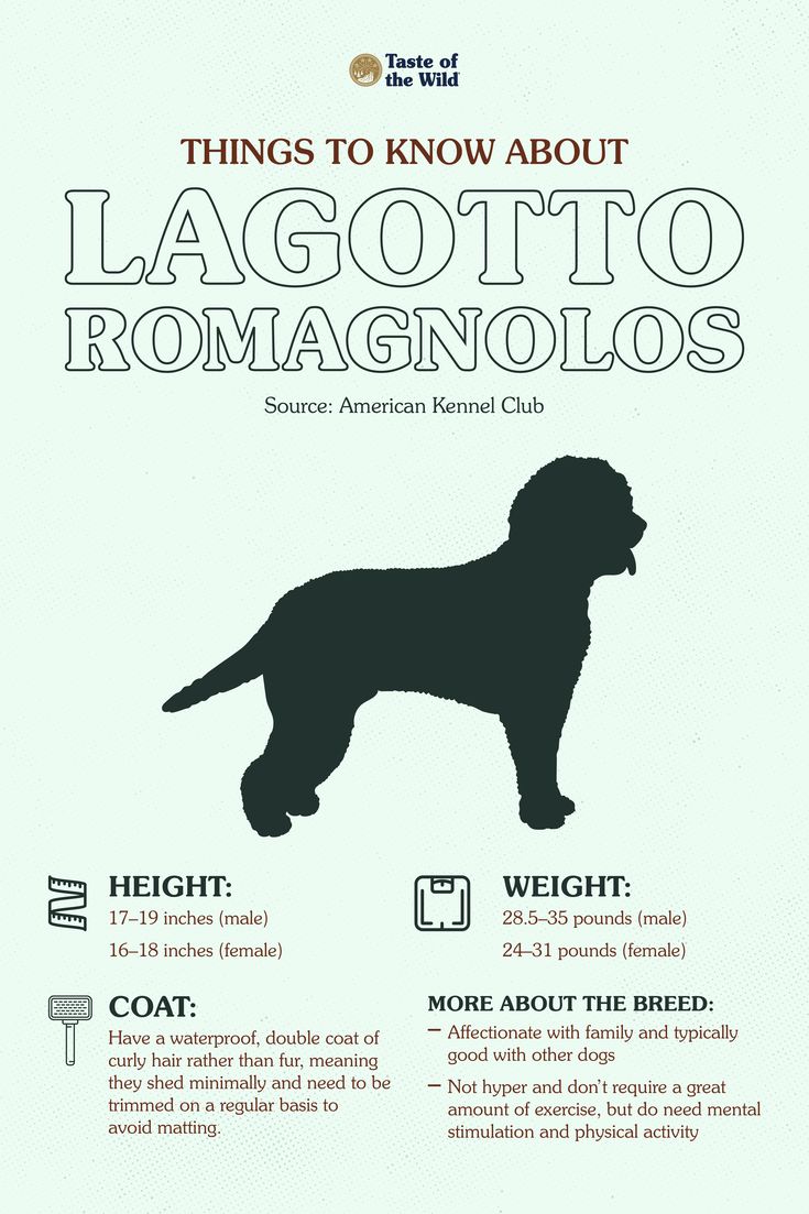 a dog is shown with the words things to know about lagottoo