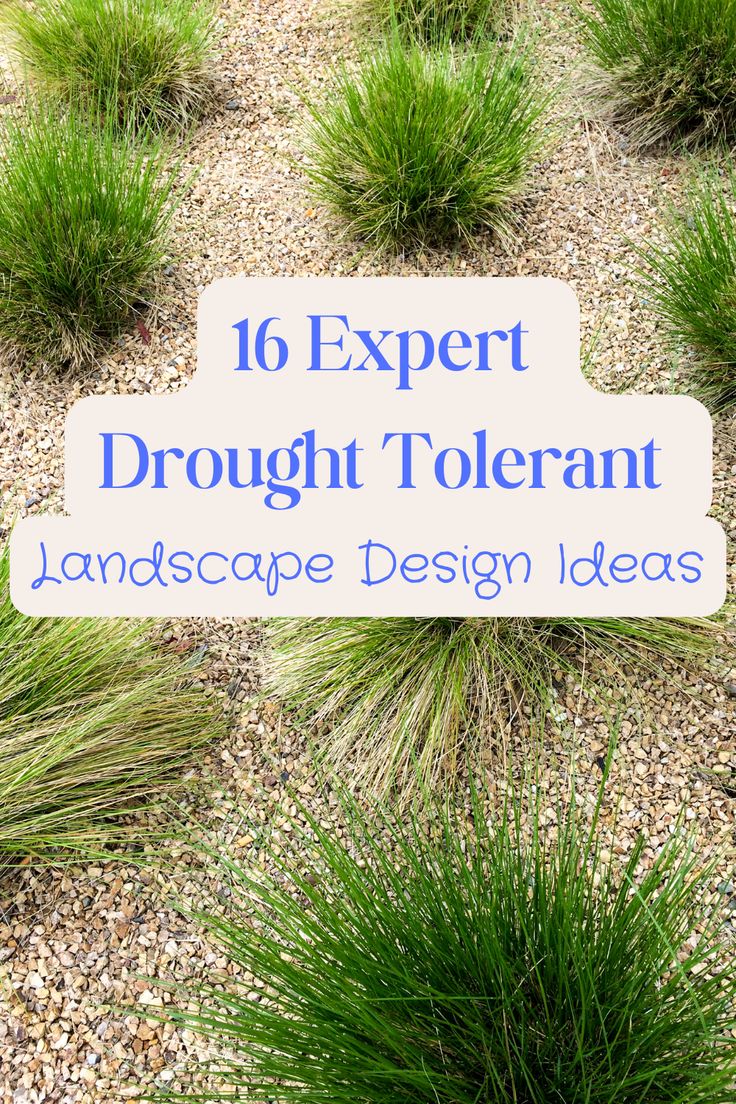 Drought tolerant landscape, rockscape with plants in it Land Scape Design Ideas, Landscape Ideas Xeriscape, Dry Landscaping Ideas Front Yards, Simple Drought Tolerant Front Yard, Small Drought Tolerant Front Yard, Desert Landscapes Front Yard, Drought Tolerant Landscape California Backyard Ideas, Zeroscape Landscaping Front Yards, Landscape Design Drought Tolerant