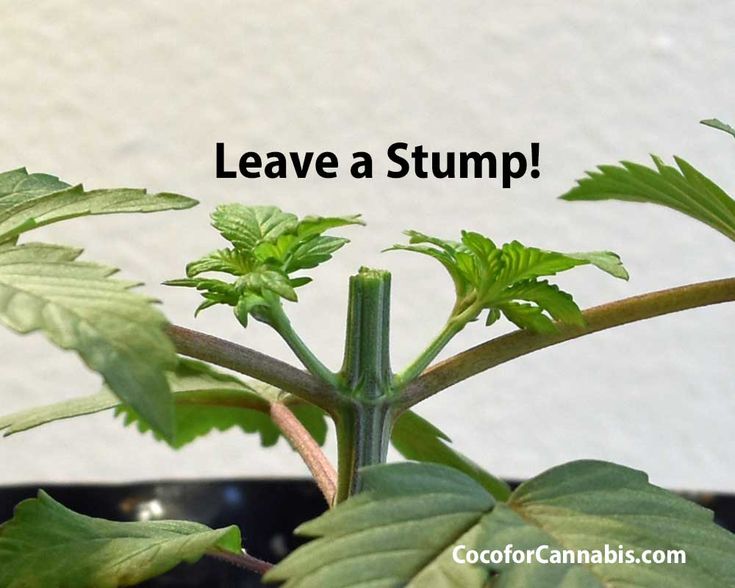 a close up of a plant with leaves and the words leave a stump on it