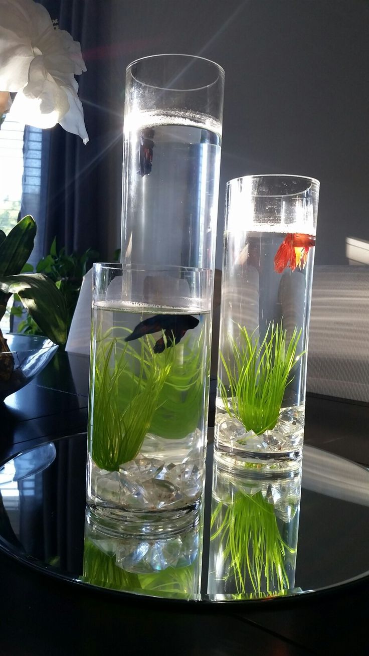 two vases filled with water and plants on top of a table