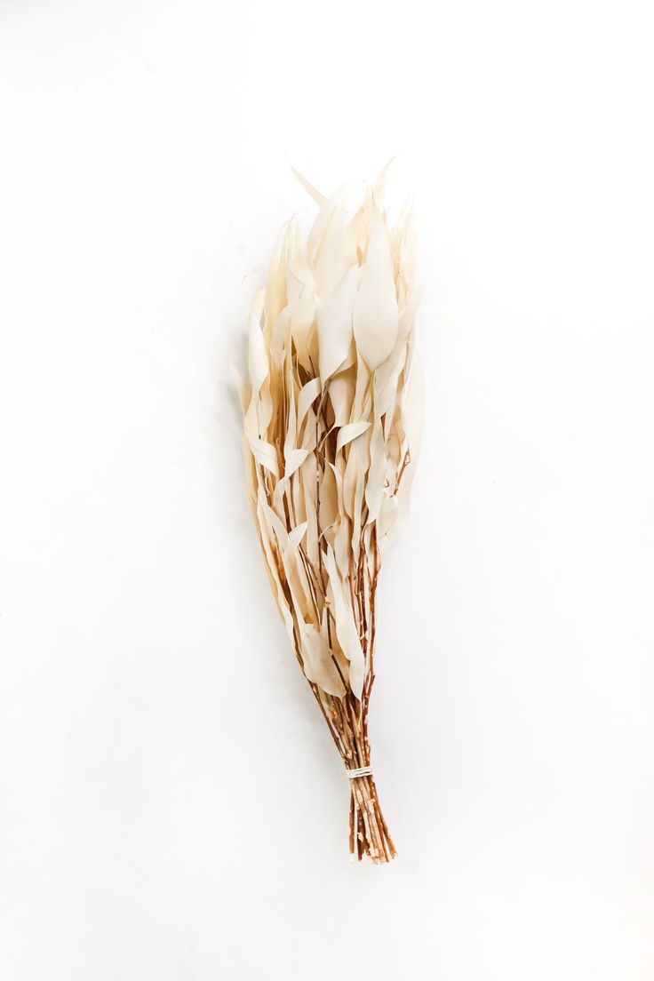 dried flowers on a white background with room for text