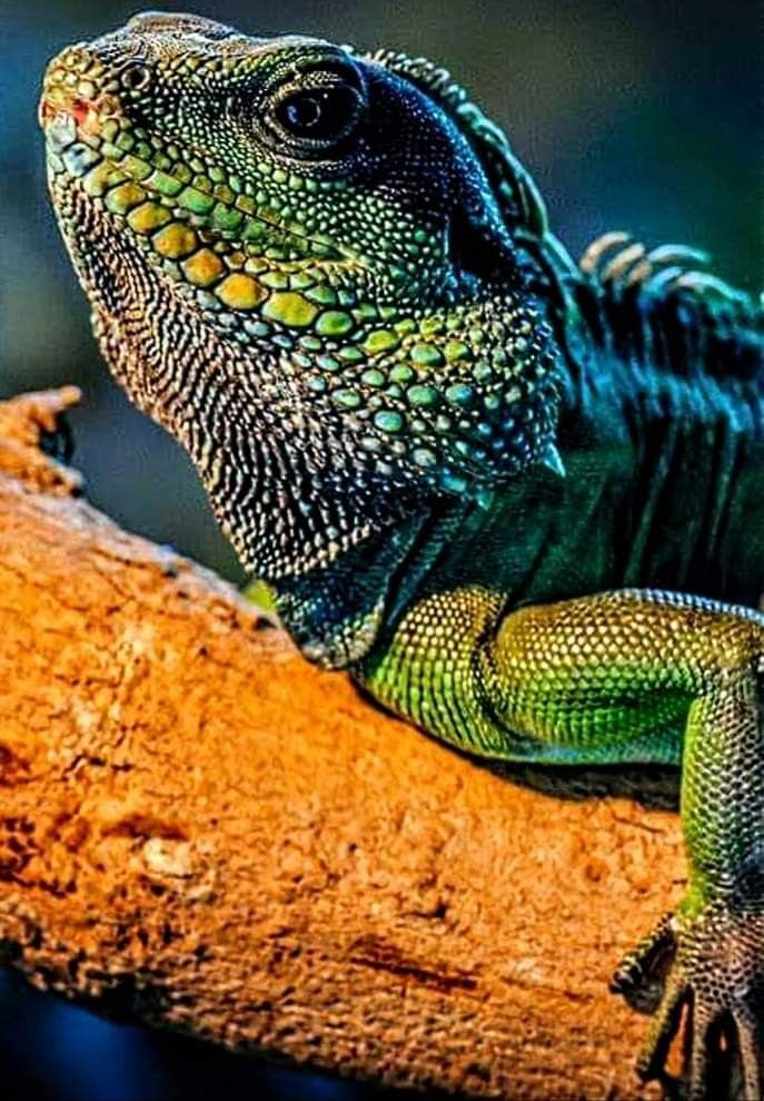 an iguana is sitting on a tree branch