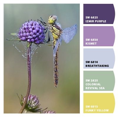 two dragonflies sitting on top of a purple flower