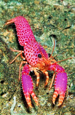 a bright pink and orange crab with long legs sitting on mossy ground next to rocks