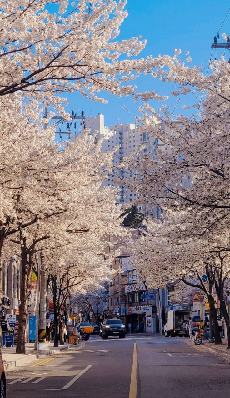 the street is lined with cherry blossom trees