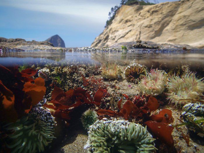 an underwater view of corals and seaweed on the beach