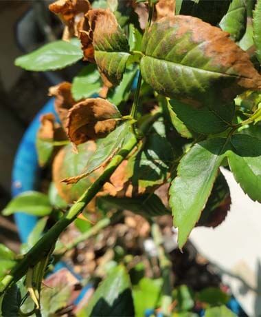 a close up of leaves on a tree