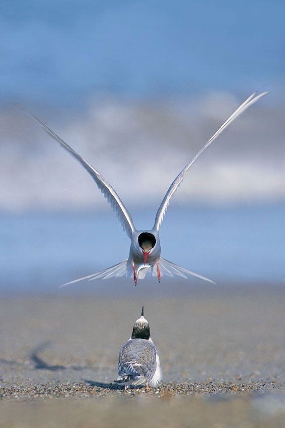 Arctic Tern, Bird Feeding, Nice Picture, Kinds Of Birds, Beautiful Bird, Two Birds, Stunning Photography, Birdwatching, Beautiful Picture