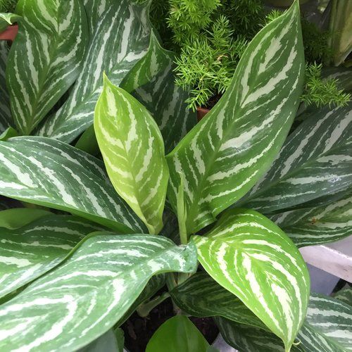 a green and white plant in a pot