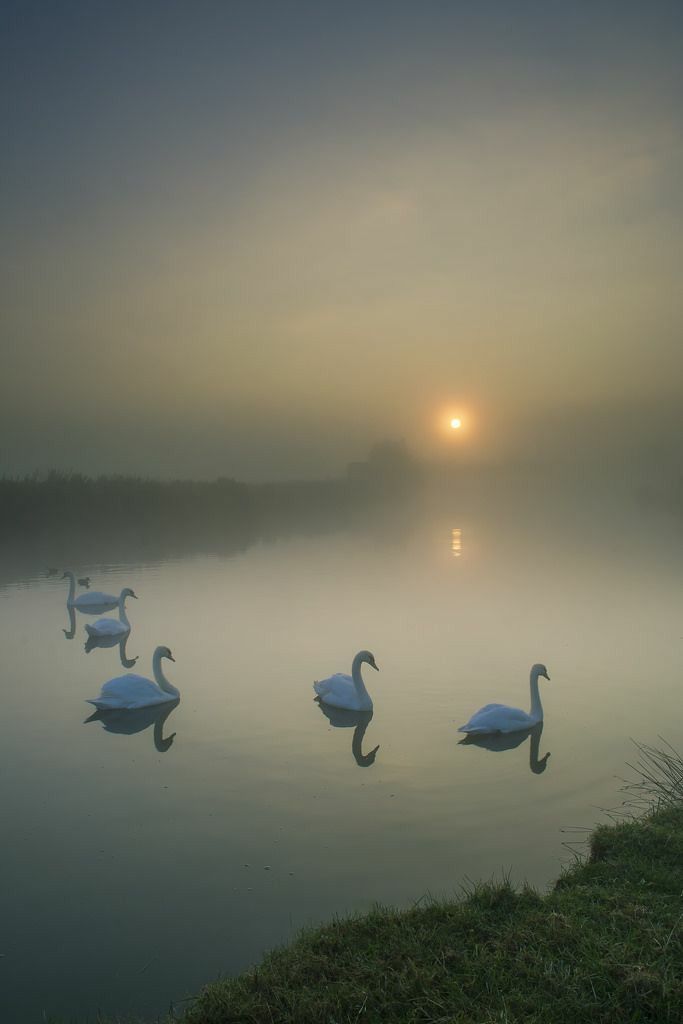 swans swimming in the water at sunset on a foggy day with the sun setting behind them