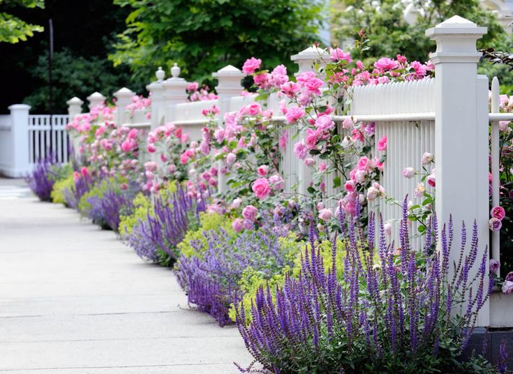 a row of white picket fence with pink and purple flowers