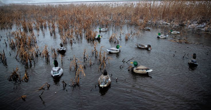 several ducks are swimming in the water near tall grass and reeds on an overcast day