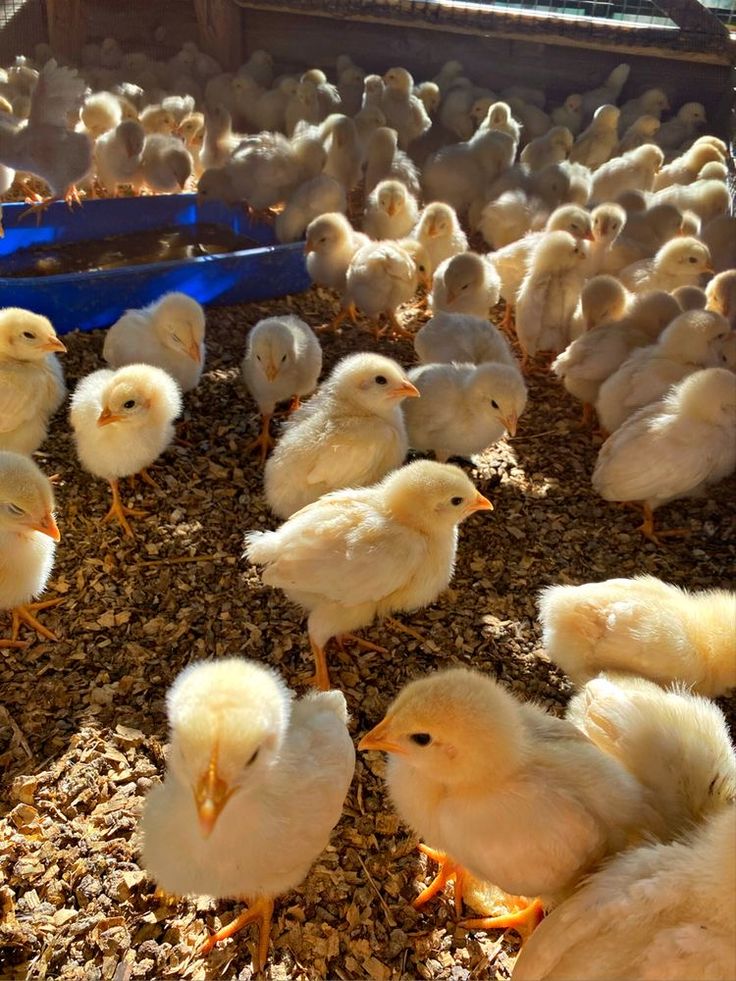 a bunch of chickens that are standing in the dirt