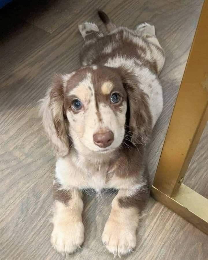 a brown and white puppy sitting on top of a wooden floor next to a mirror