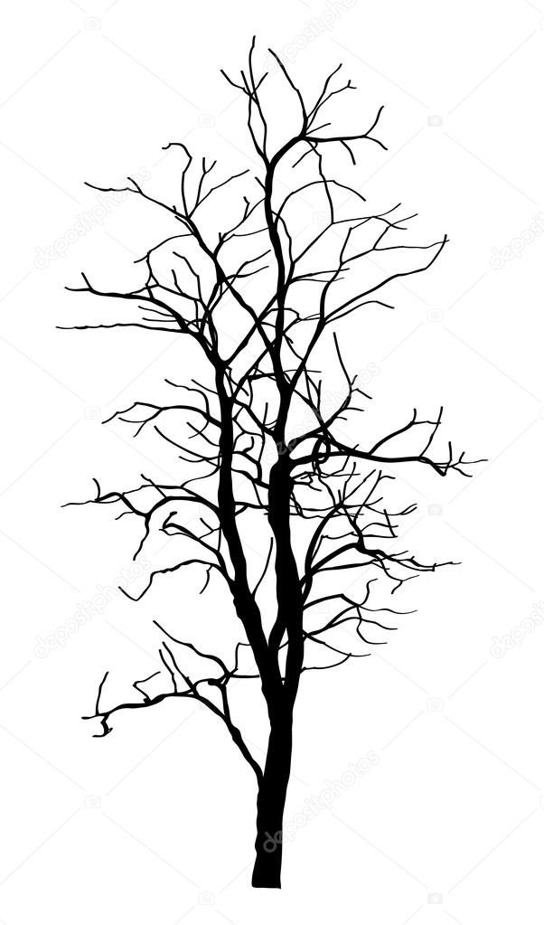 black and white silhouette of a tree without leaves on a white background stock photo, picture or royalty