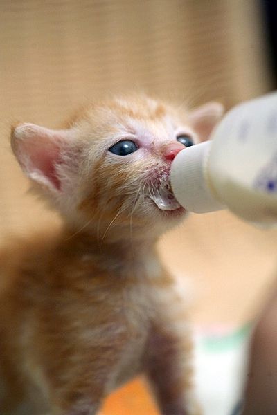 an orange kitten drinking milk from a bottle