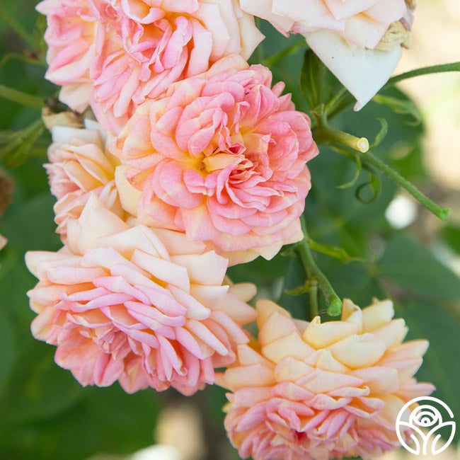 pink and white flowers are blooming in the garden