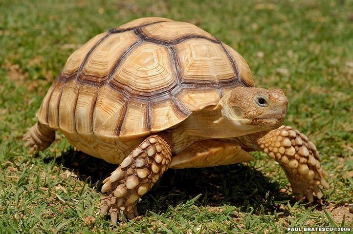 a large turtle walking across a lush green grass covered field with it's head turned to the side