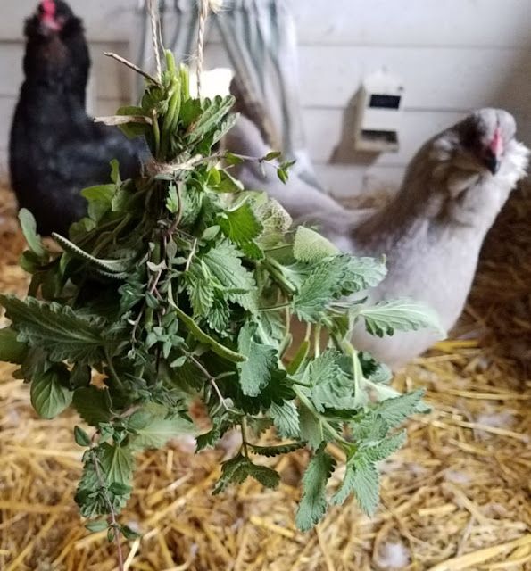 a person holding up a plant with two chickens in the background