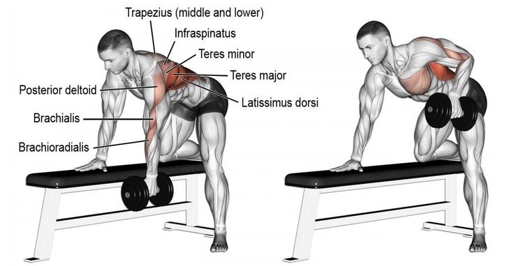 an image of a man doing exercises on a bench with dumbbells and barbell curls