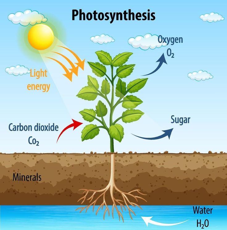 the photosynthsis diagram shows water, oxygen, and light energy from plants