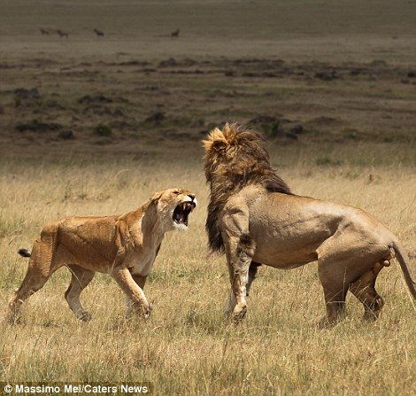 Grin And Bear It, Lion Kings, Lion Lioness, Lion Couple, Tattoo Lion, Masai Mara National Reserve, Lion Tattoos, Lions Photos, Lion Drawing