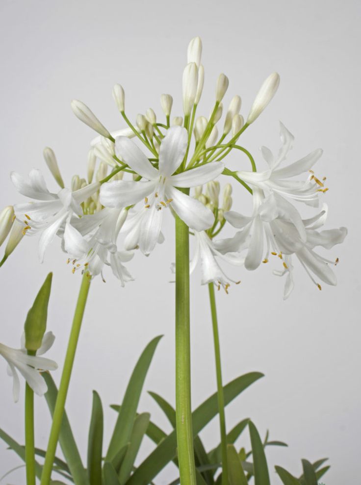 some white flowers are growing in a pot