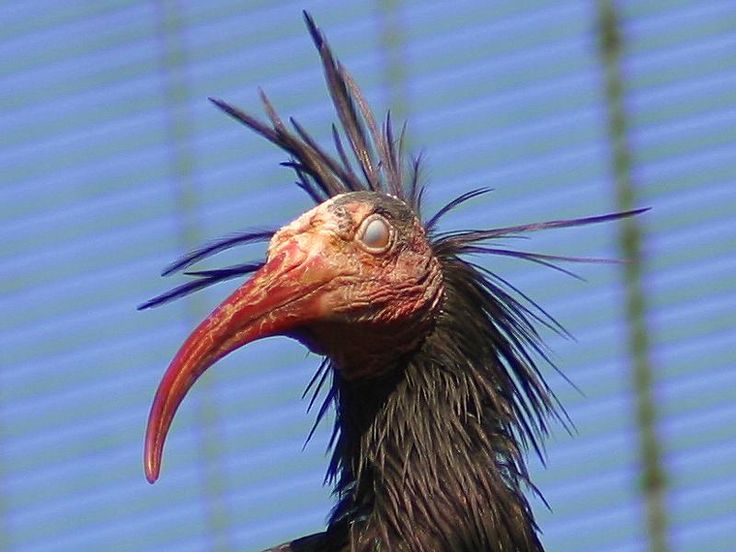 a close up of a bird with a quote on it's face in front of a blue background