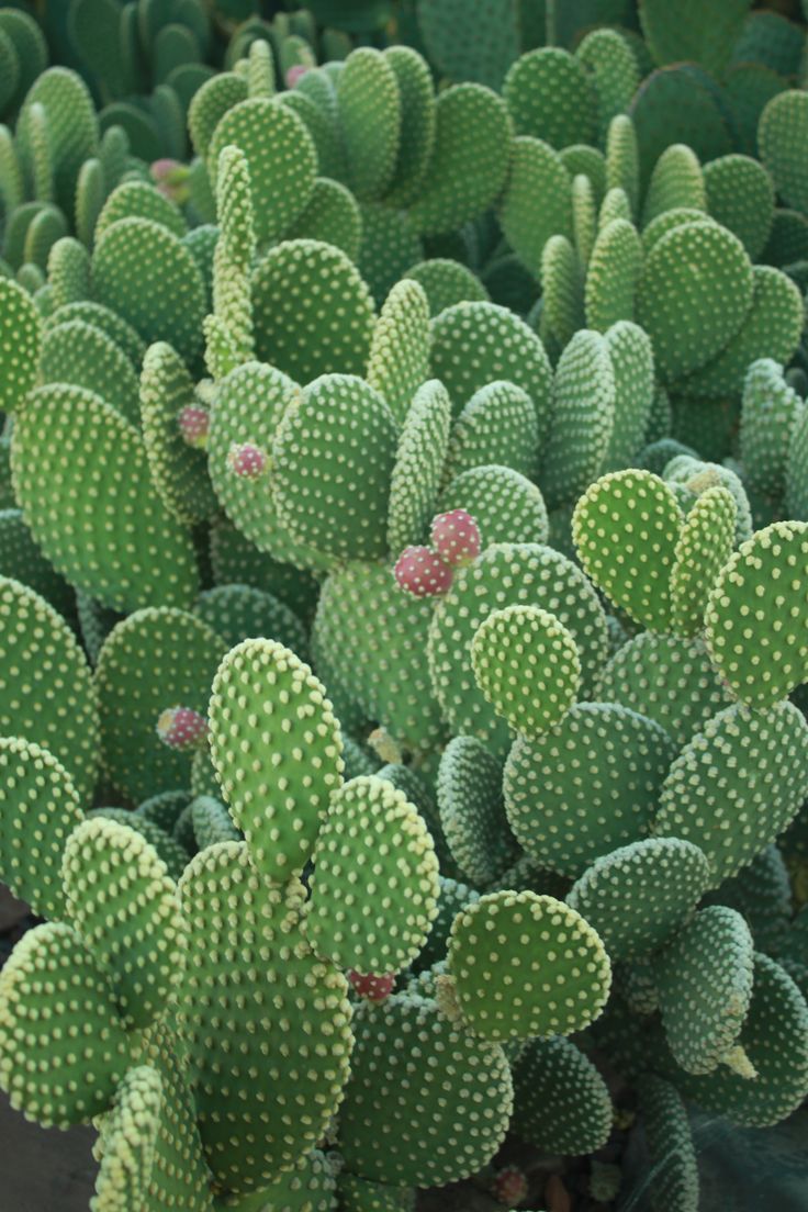 many green cactus plants with small pink flowers