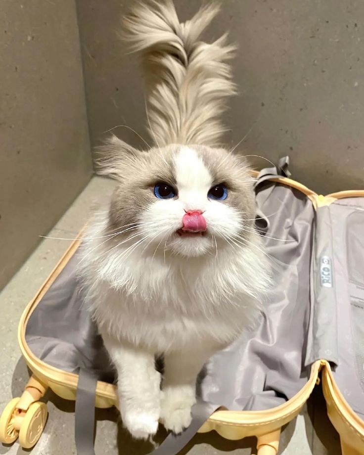 a cat sitting in an open suitcase with its hair sticking out and looking at the camera