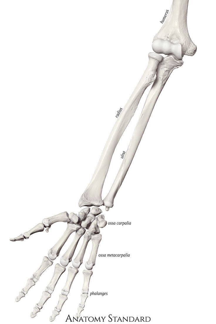 the bones of the lower limb and upper limbs are shown in this diagram from an atlas book