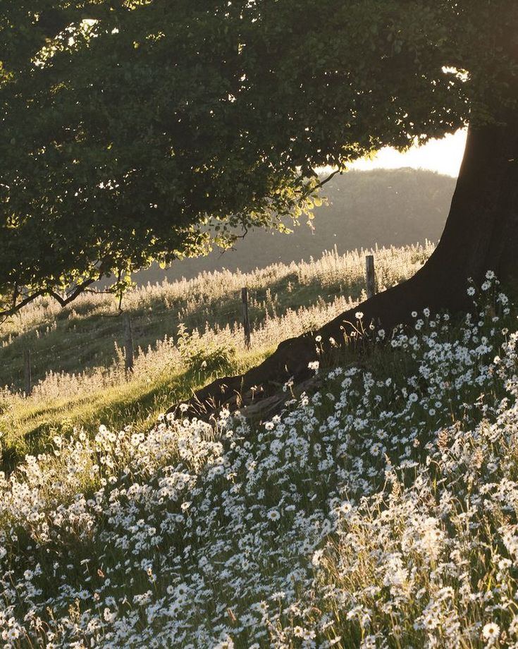 the sun shines on some wildflowers in front of a tree and fence