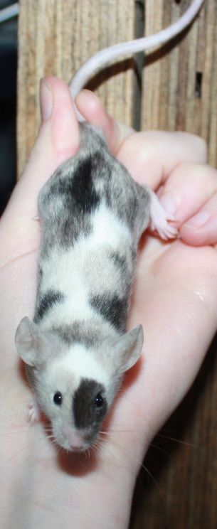 a small gray and white animal being held in someone's hand with it's tail curled up