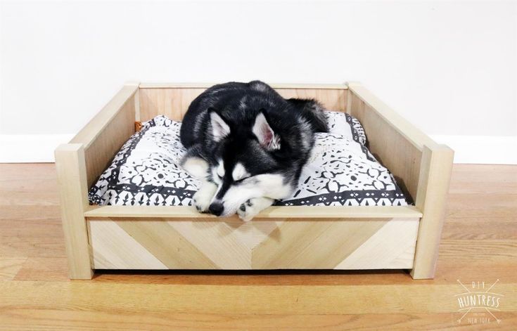 a black and white dog laying in a wooden crate