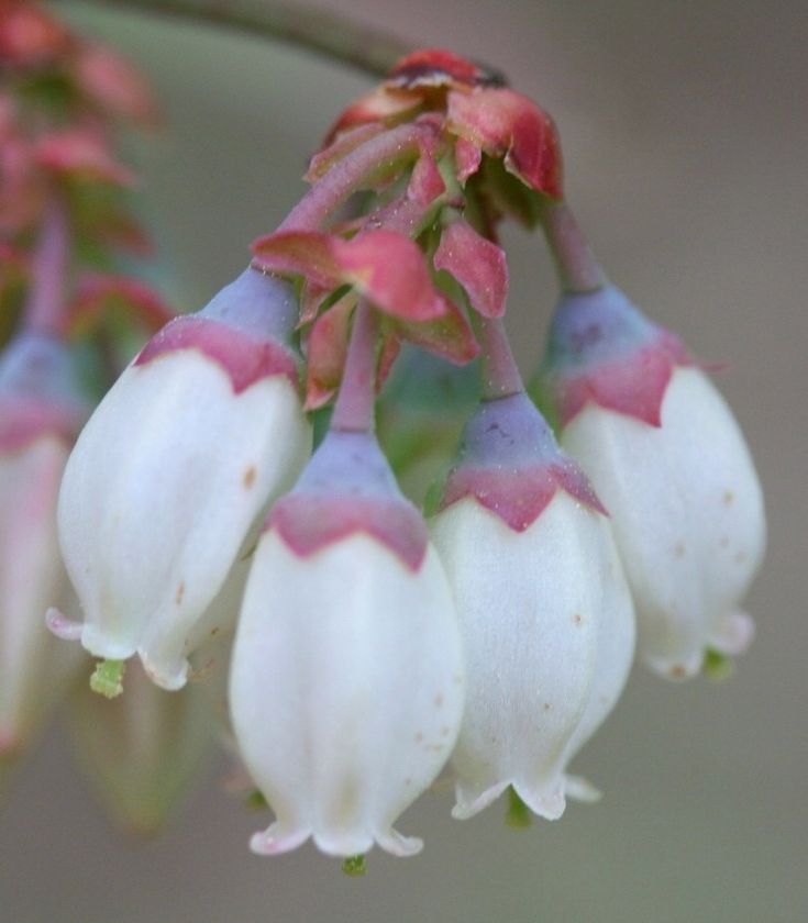 the flowers are white and pink in color