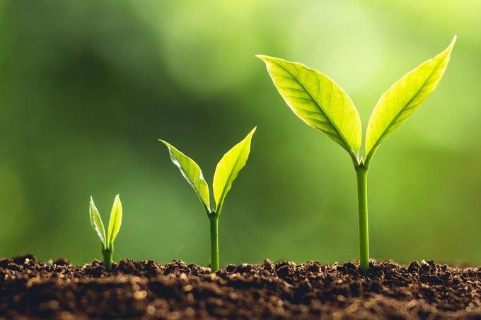 three young plants sprouting from the ground