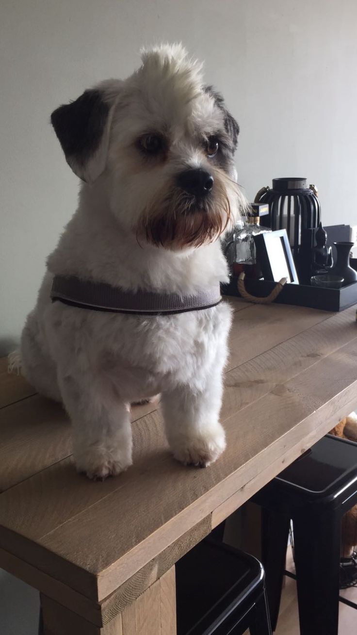 a small white dog sitting on top of a wooden table