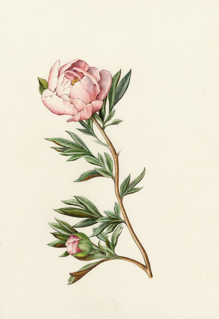 a drawing of a pink flower with green leaves