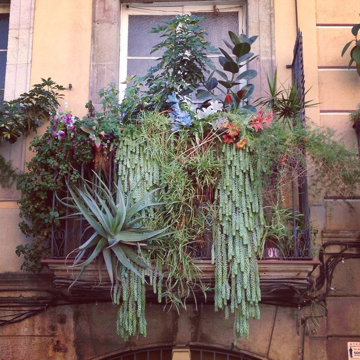 an old window with plants growing out of it