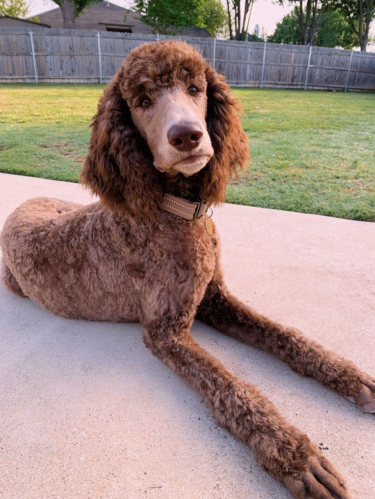 a brown poodle laying on top of a cement floor next to a green field