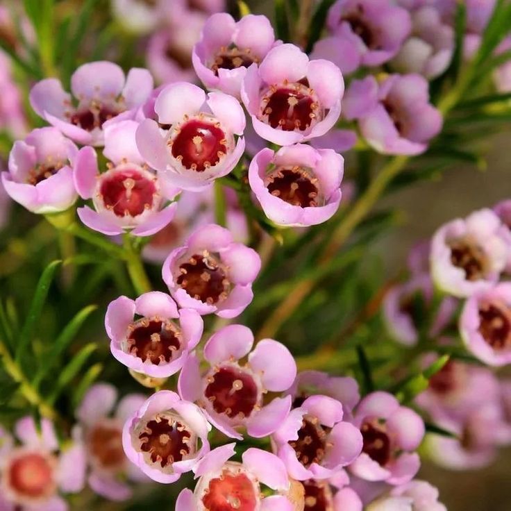 small pink flowers are blooming in the garden