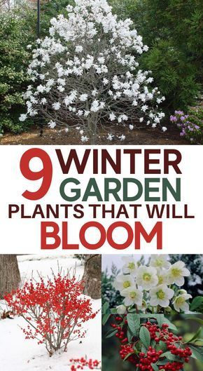 winter garden plants that will bloom in the snow