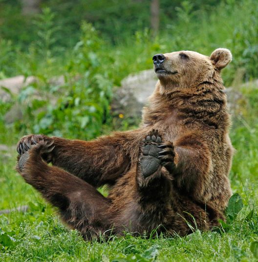 a brown bear sitting in the grass with its paws on it's back and feet up