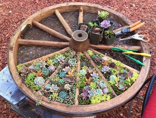 a wheel planter filled with succulents and other plants sitting on the ground