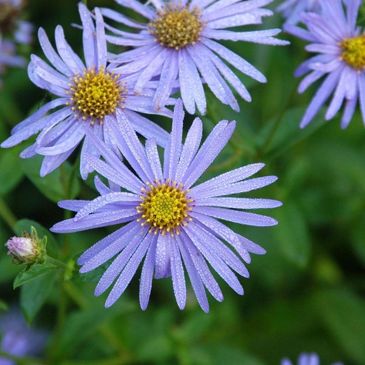 purple flowers with yellow center surrounded by green leaves