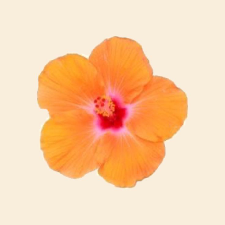 an orange flower with red center on white background