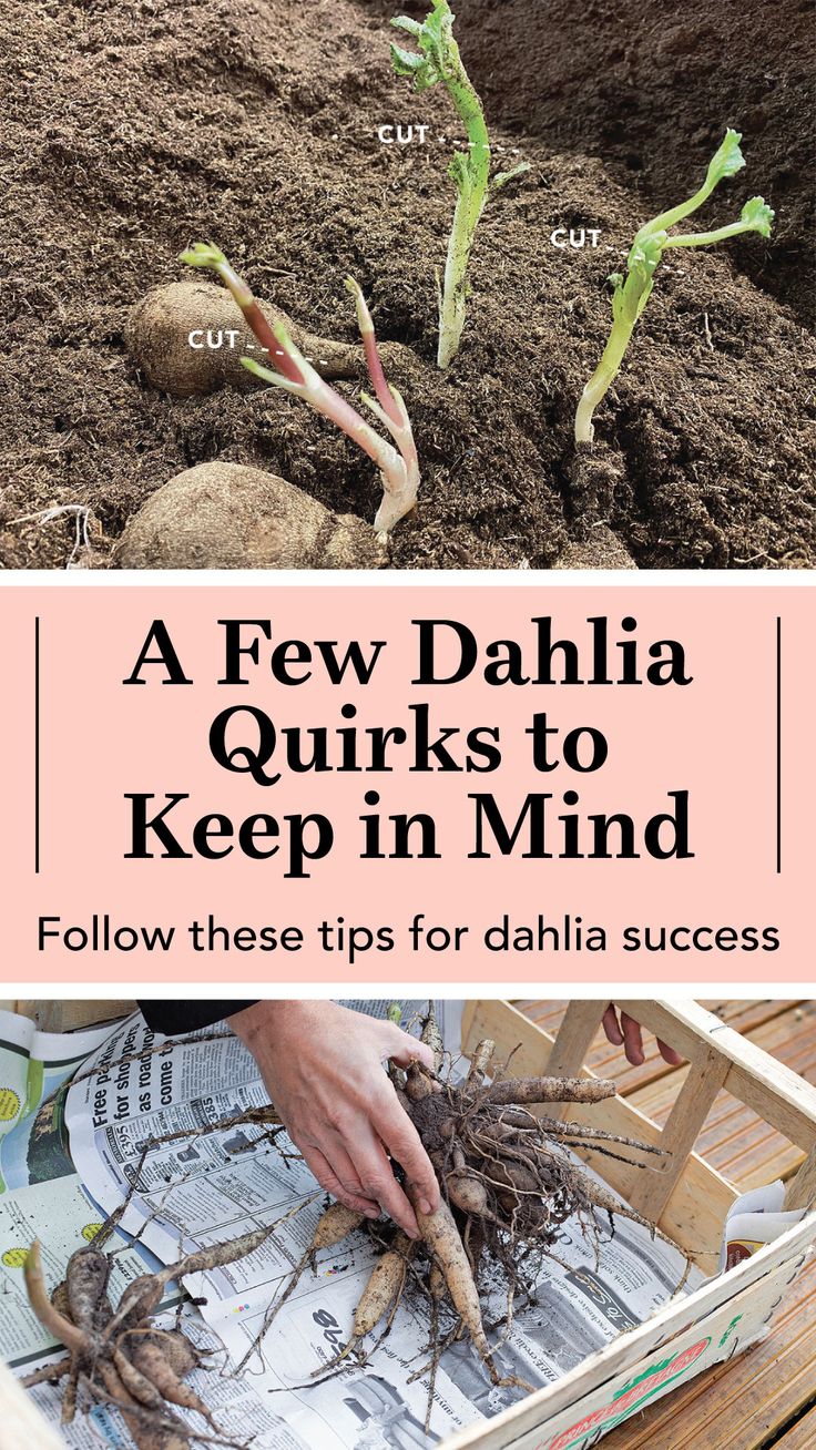 a few dahlia quirks to keep in mind follow these tips for dalila success