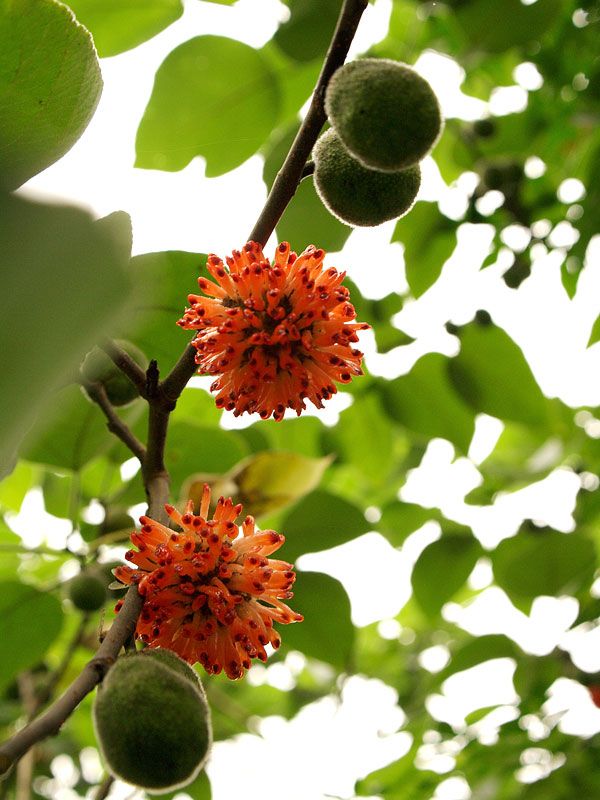 the orange flowers are blooming on the tree