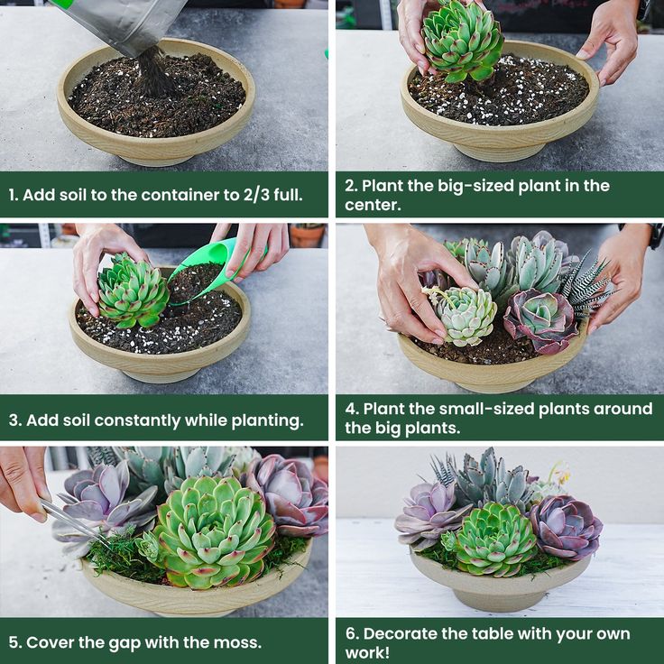 instructions for how to plant a succulent in a pot