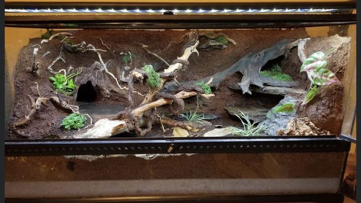 an aquarium filled with plants and rocks